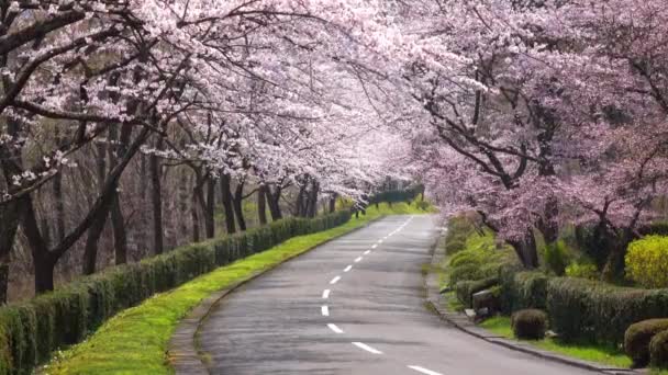 Körsbärsträd Blommade Vackert Landsbygden Vägar Japans Vackra Vårlandskap — Stockvideo