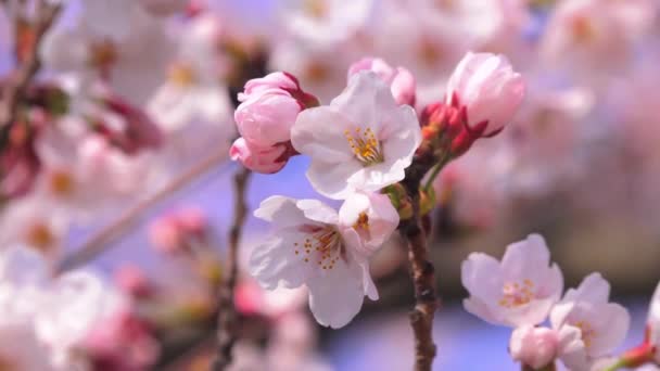 Nahaufnahme Kirschblütenbaum Schöner Frühling Flache Schärfentiefe Verschwommener Hintergrund Rosa Weiß — Stockvideo