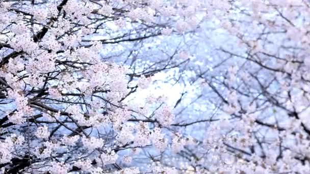 Natur Blommig Bakgrund Körsbär Blommor Träd Vacker Sakura Blomma Våren — Stockvideo