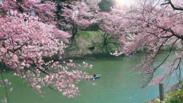 Cherry Blossoms Rivier Achtergrond Voorjaar Seizoen Landschap Prachtige Japanse Sakura — Stockvideo