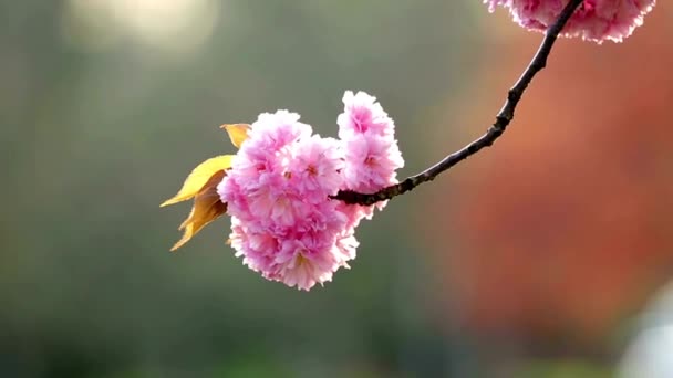 Крупный План Cherry Blossom Tree Красивая Весна Небольшая Глубина Поля — стоковое видео