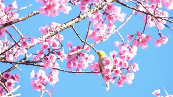 低い角度から見る美しいピンクの桜と青空 日本の桜の春の時間日本 — ストック動画