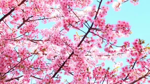 Flores Cerezo Rosadas Blancas Revolotean Suave Brisa Contra Cielo Azul — Vídeos de Stock