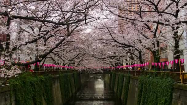 樱花掠过小桥河背景春节风景秀丽的日本樱花树 — 图库视频影像