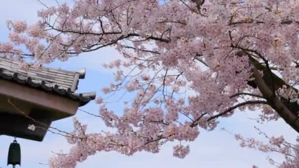 Rosafarbene Und Weiße Kirschblüten Flattern Der Sanften Brise Vor Blauem — Stockvideo