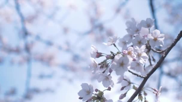 閉園桜が美しく晴れた春の日のコンセプト 日本の旅行フェスティバルの休日 — ストック動画