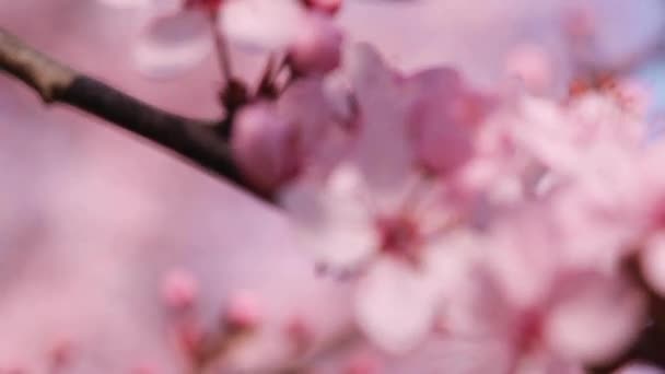Kvetoucí Květiny Sakura Květy Strom Jaře Central Park Tokyo Stromy — Stock video
