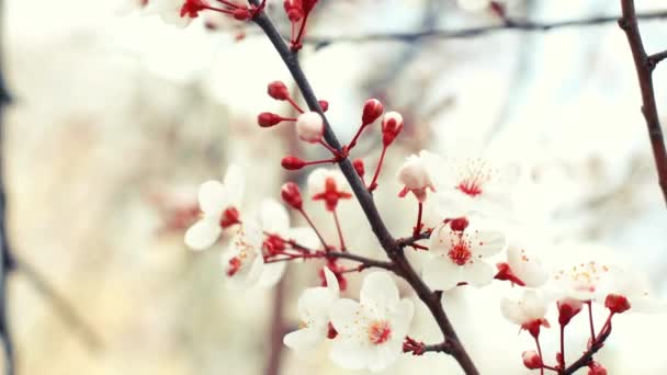 木の上に咲く桜の白い花弁マクロ 自然の背景美しい日本の季節 — ストック動画