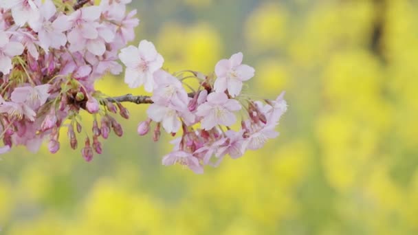 Isolated Tree Plant Cherry Blossoms Full Bloom Spring Flower Cute — Stock Video