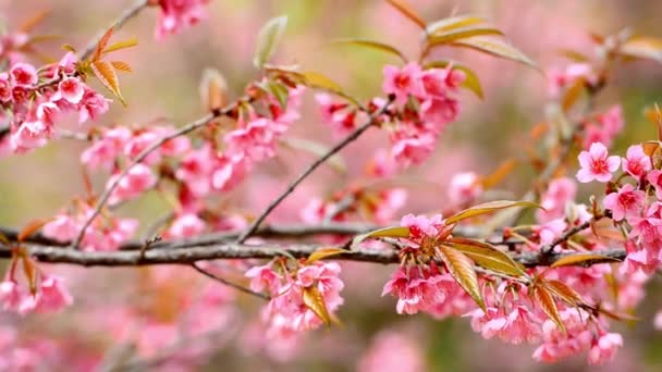 孤立した桜の木の植物満開の春の花かわいいと美しい背景文化の美しさ旅行の概念を閉じる — ストック動画