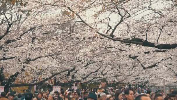 Bloeiende Sakura Boom Roze Kers Bloesem Stroom Van Menigte Mensen — Stockvideo
