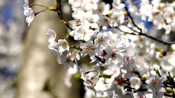 Zole Edilmiş Kiraz Ağacı Çiçekleri Tam Bahar Çiçeği Sevimli Güzel — Stok video