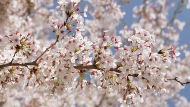 Blühende Blumen Sakura Blüht Baum Frühling Central Park Tokyo Bäume — Stockvideo
