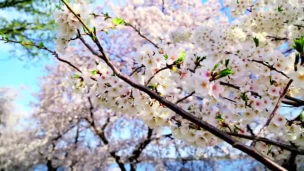 Árbol Flores Cerezo Primavera Hermoso Paisaje Japón Vista Ángulo Bajo — Vídeos de Stock