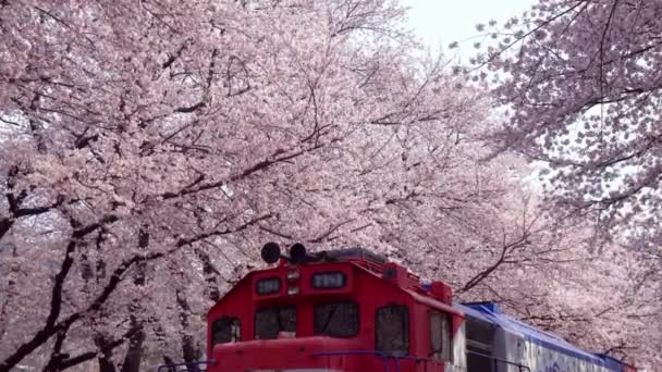 Körsbärsblommor Frodig Blommande Sakura Och Tåg Vacker Natur Lycklig Lycka — Stockvideo