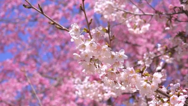 Wiosenny Sezon Kwiatów Wiśni Wietrze Kwitnienie Natura Różowy Drzewo Sakura — Wideo stockowe