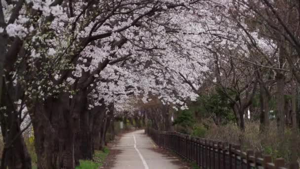 Wiśniowe Kwiaty Kwitną Pięknie Wiejskich Drogach Japońskie Miasto Piękne Wiosenne — Wideo stockowe