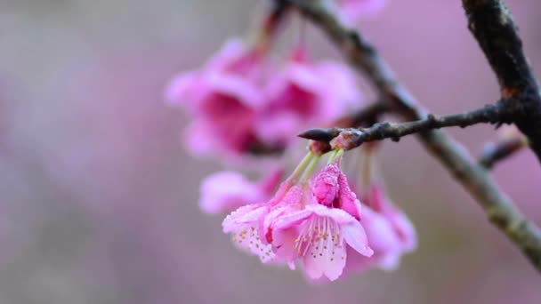 Kvetoucí Třešeň Květiny Pozadí Bílá Růžová Sakura Květiny Větvích Třešeň — Stock video