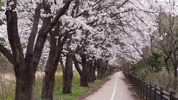 Цветущая Сакура Красиво Расцвела Сельских Дорогах Японского Города Красивая Весенняя — стоковое видео