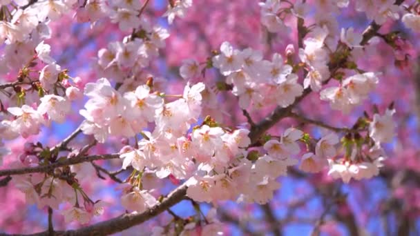 Piękna Wiosna Kwiat Wiśni Pełnym Kwiecie Różowy Sakura Drzewo Natura — Wideo stockowe
