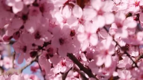 Piękna Wiosna Kwiat Wiśni Pełnym Kwiecie Różowy Sakura Drzewo Natura — Wideo stockowe