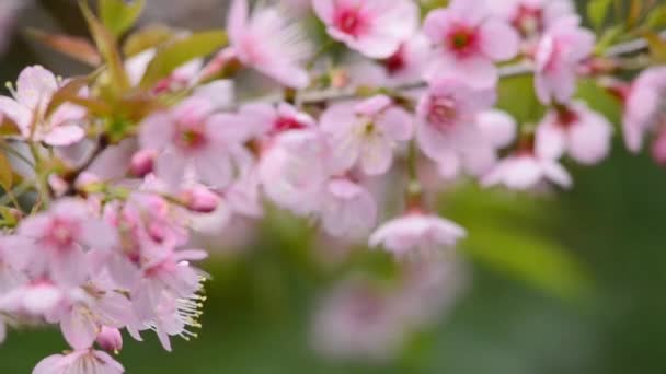 Růžové Třešně Kvetoucí Květ Měkké Focus Sluneční Světlo Kvete Jarní — Stock video