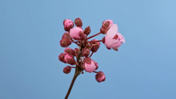 Lapso Tiempo Flor Cerezo Rosa Que Florece Aislada Cielo Azul — Vídeos de Stock