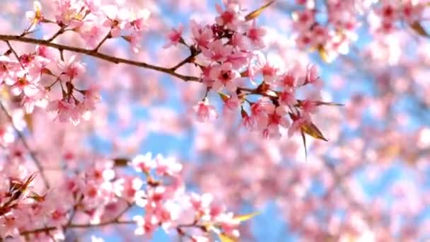 Hermosa Flor Cerezo Primavera Plena Floración Rosa Sakura Árbol Flor — Vídeos de Stock