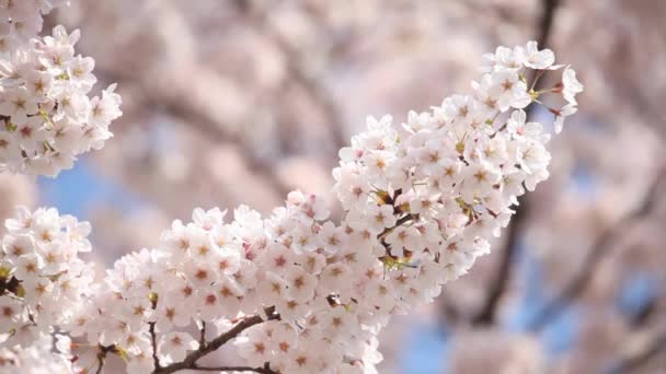 Piękny Kwiat Wiśni Pełnym Rozkwicie Sakura Wiosnę Nad Błękitnym Niebem — Wideo stockowe