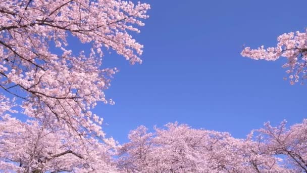 Třešňové Květy Jaře Krásná Scenérie Japonska Nízký Úhel Výstřelu Pohled — Stock video