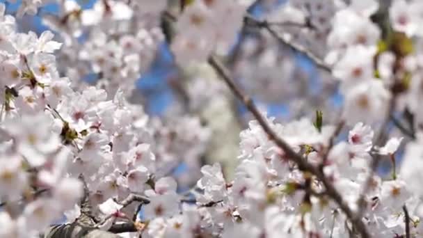 美丽的樱花盛开 春天里的樱花在蓝天之上 聚焦花簇4K — 图库视频影像