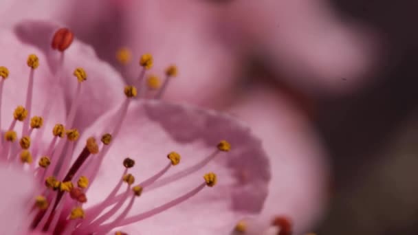 Ostrość Piękne Gałęzie Różowe Kwiaty Wiśni Piękne Kwiaty Sakura Sezonie — Wideo stockowe
