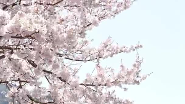 Natuur Bloemen Achtergrond Kersenbloesems Boom Mooie Sakura Bloem Lente Vakantie — Stockvideo