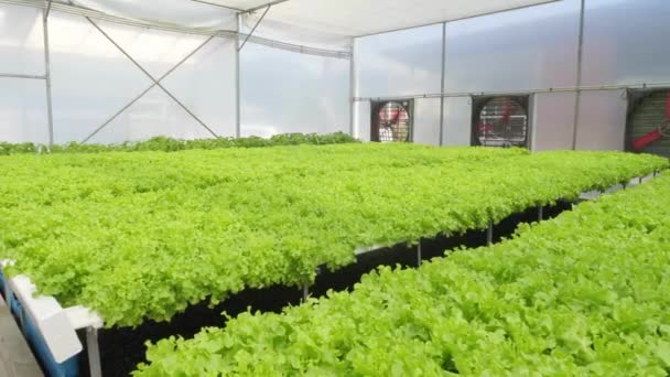 Cinematic Shot Plantation Farm Modern Ecologic Greenhouse Hydroponic System Water — Stock video
