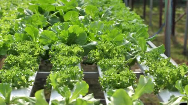 从水栽农场收获的有机蔬菜 农场新鲜生菜和绿色蔬菜健康食品 — 图库视频影像