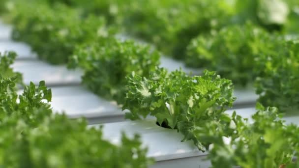 Nahaufnahme Ausgewachsene Gemüsepflanzen Gewächshaus Mit Hydroponischer Methode — Stockvideo