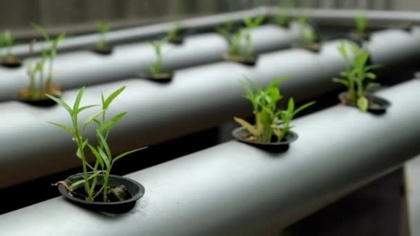 温室效应淡水水培农业有机现代农业中的特写绿色沙拉菠菜 — 图库视频影像