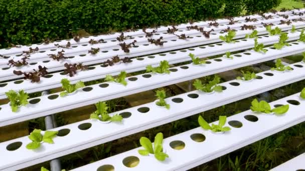 新鲜健康的蔬菜沙拉生长在现代农场菠菜生菜中 水栽土 水栽土 — 图库视频影像