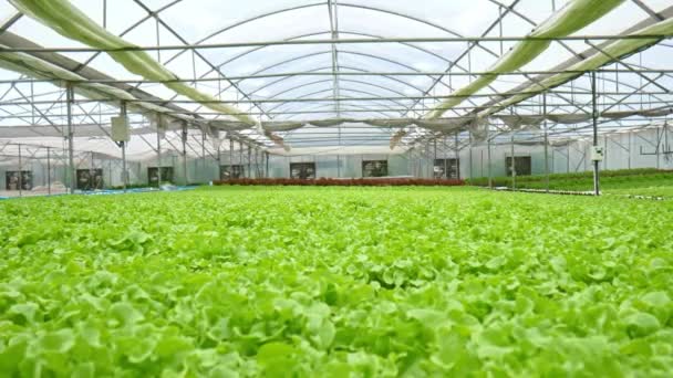 温室水栽农业系统中的有机水栽菜园 — 图库视频影像