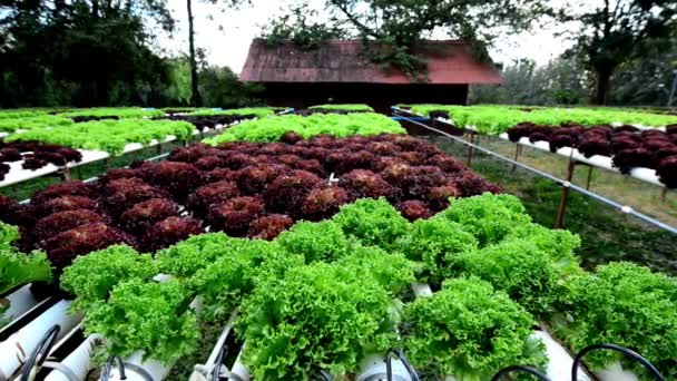 Granja Verduras Método Hidropónico Cultivo Plantas Con Soluciones Minerales Nutrientes — Vídeo de stock