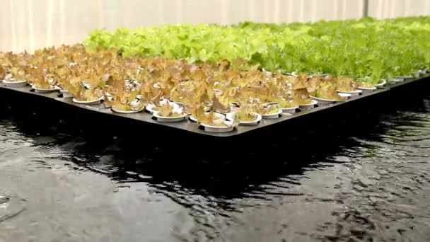 Крупный План Выращивания Салата Зеленого Салата Семян Гидропонных Овощей — стоковое видео
