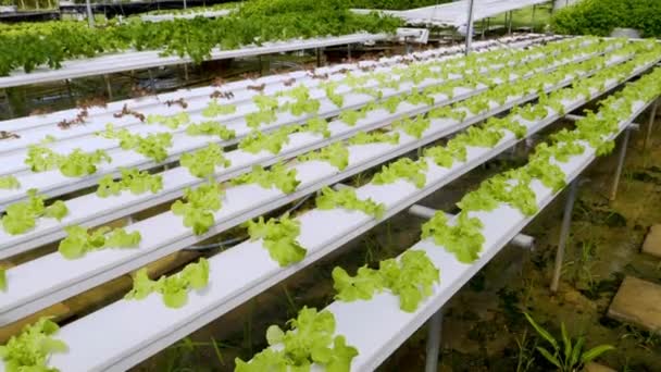 土壌のない水生植物の農場エコ有機現代農業システム新鮮な緑のサラダ — ストック動画