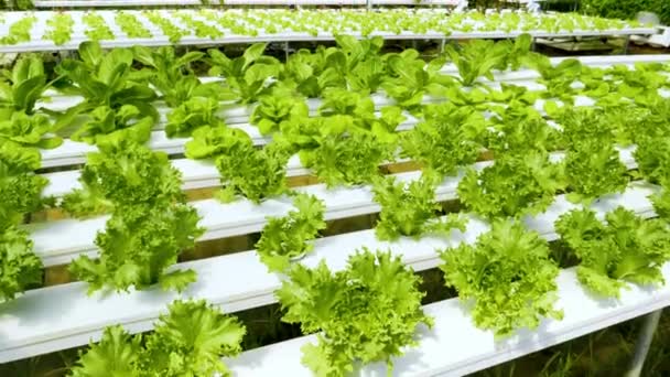 Verduras Ecológicas Cosechadas Granjas Hidropónicas Granja Lechuga Fresca Verdor Alimentos — Vídeo de stock