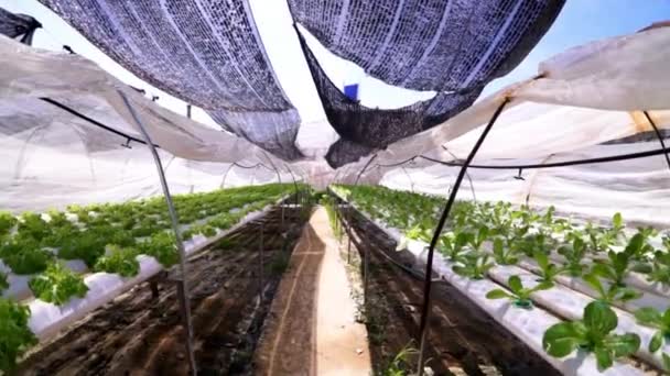 Potager Hydroponique Biologique Serre Système Agricole Hydroponique Nourriture Plantes — Video