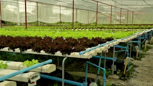 Řádky Sazenic Salátu Ekologické Hydroponické Rostliny Pěstující Zeleninu Zeleninu Zahradní — Stock video