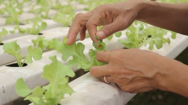 Detailní Baby Zelený Salát Salát Skleníku Sladká Hydroponická Voda Zemědělství — Stock video