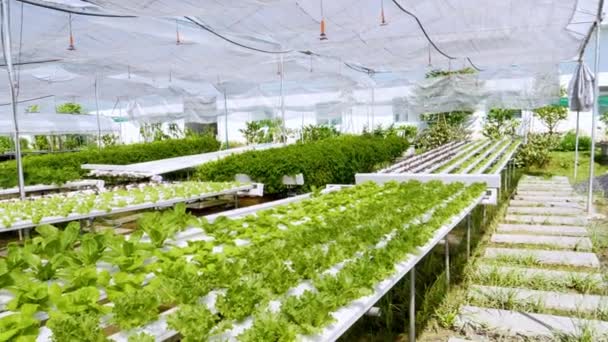 Hydroponische Pflanzen Bauernhof Auf Wasser Ohne Boden Ökologisches Modernes Landwirtschaftssystem — Stockvideo