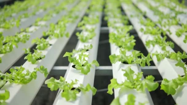 Nahaufnahme Baby Grüner Salat Salat Auf Gewächshaus Frische Hydroponische Wasser — Stockvideo