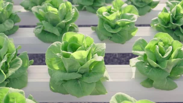 Nahaufnahme Salat Salat Nahrungsmittelproduktion Gemüse Hydroponische Pflanze Produzieren Anbau Bauernhof — Stockvideo