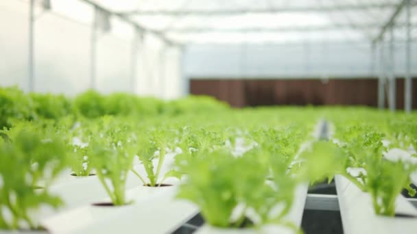 Closeup Baby Grøn Salat Salat Drivhus Frisk Hydroponisk Vand Landbrug – Stock-video